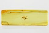 Detailed Fossil Wasps (Apocrita & Bethylidae) In Baltic Amber #367310-2